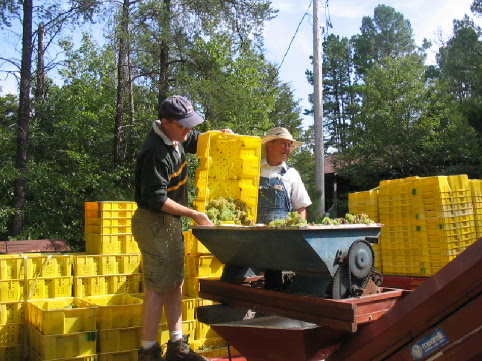 2005_10_01 Winery Randy pressing grapes.jpg